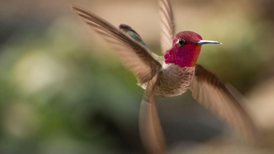 hummingbirds in washington state