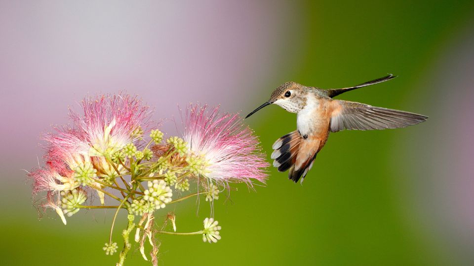 hummingbird with flower
