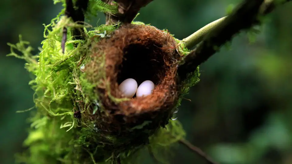 hummingbird nesting site located between some branches that have lots of coverage