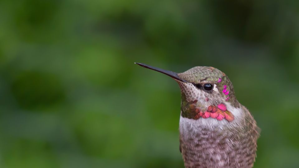 hummingbirds in washington
