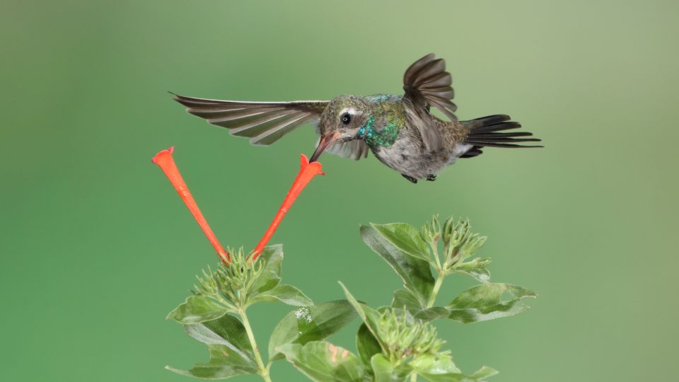 hummingbird drinking nectar from tubular flowers