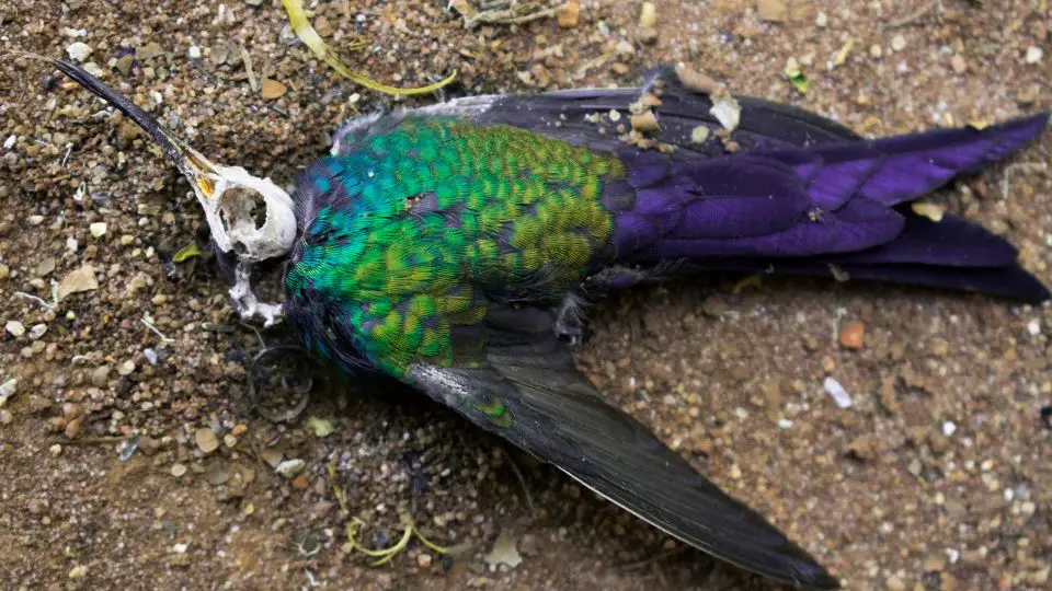 dead hummingbird