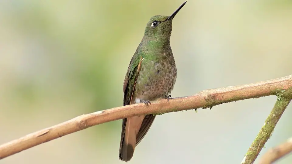 sc hummingbirds