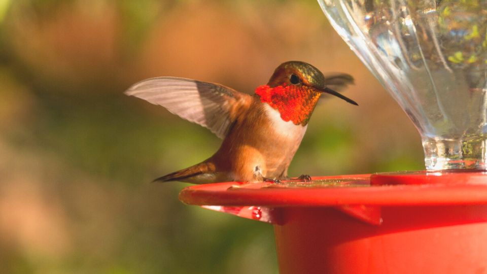 rufous hummingbird spotted in washington