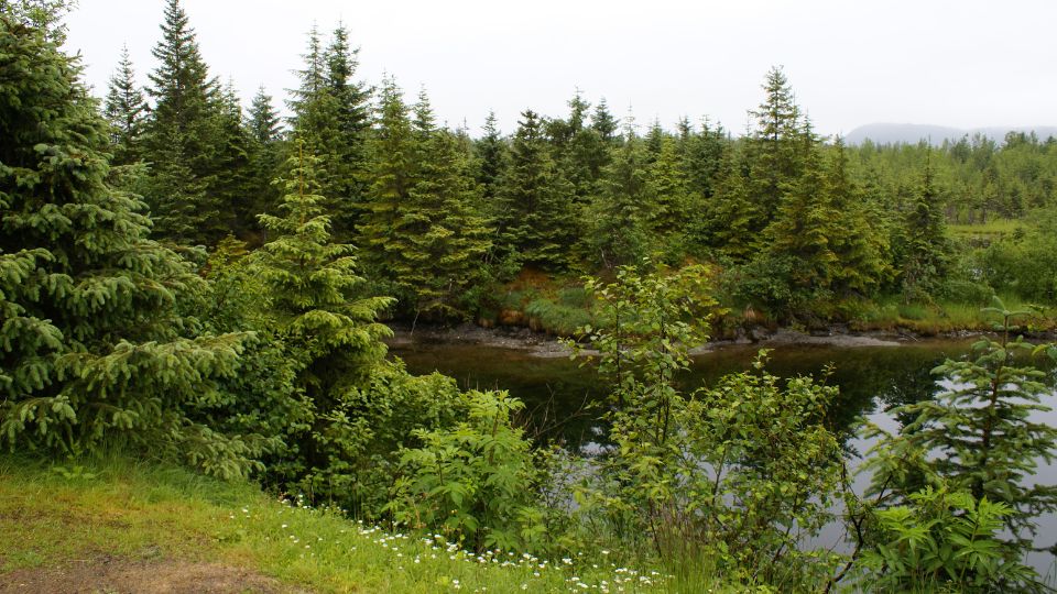 natural environment showing lots of pine trees.