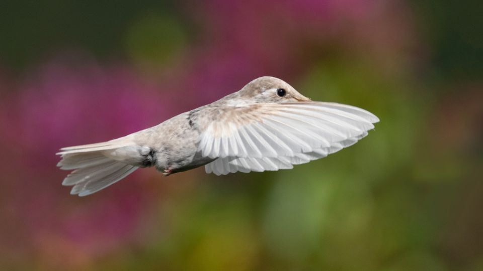 white hummingbird in flight