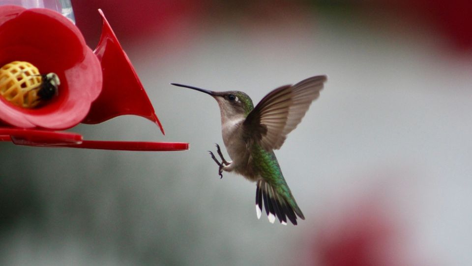 hummingbird landing