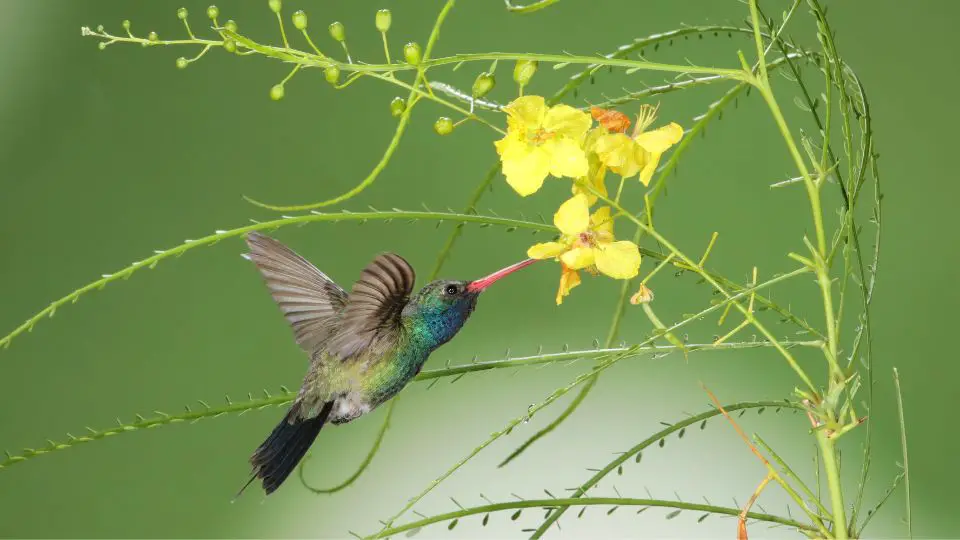 hummingbird identification