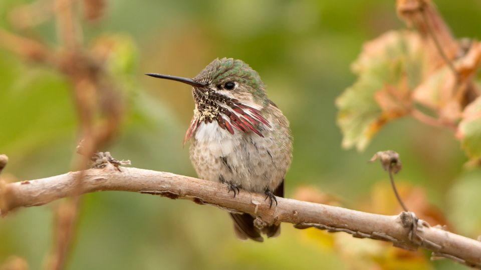 Male Calliope hummingbird likely to be seen in Oregon only during the warm season
