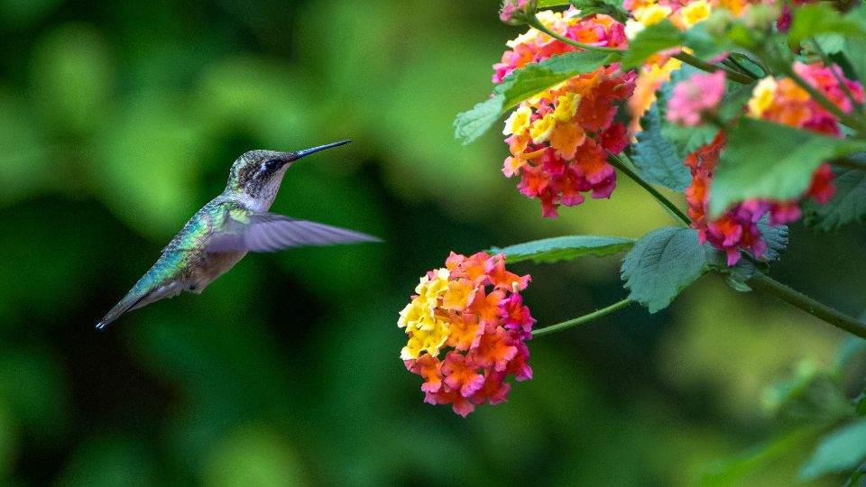 hummingbird near a bush of flowers