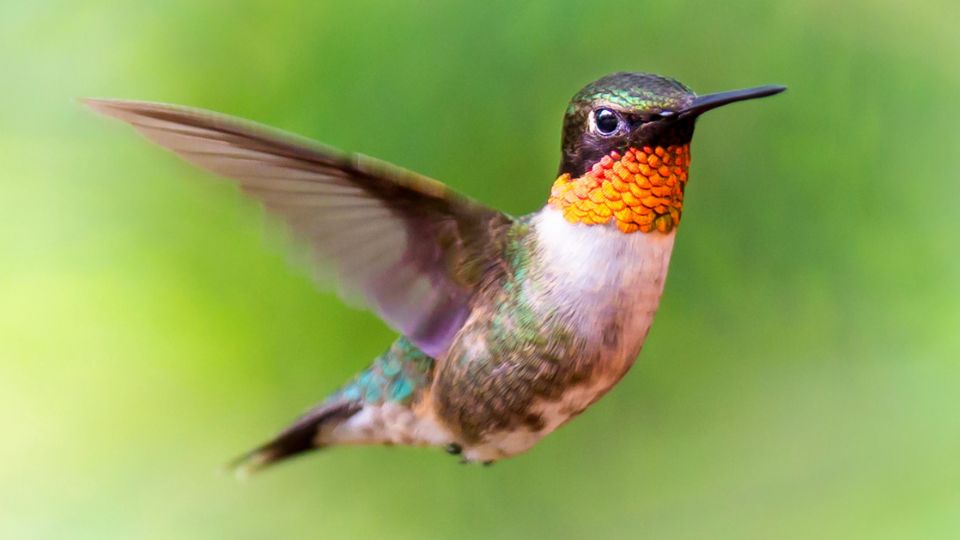 hummingbirds-in-montana
