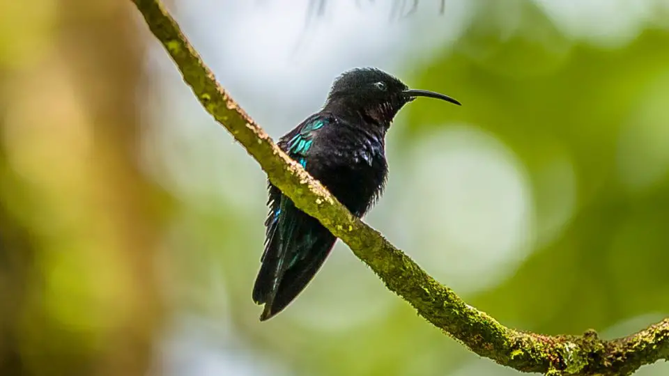 The Caribbean Emerald (Chlorostilbon elegans) - Extinct hummingbird species