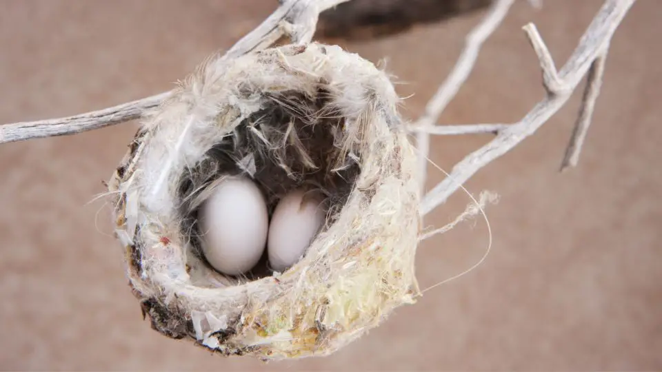 do hummingbirds reuse their nests 11