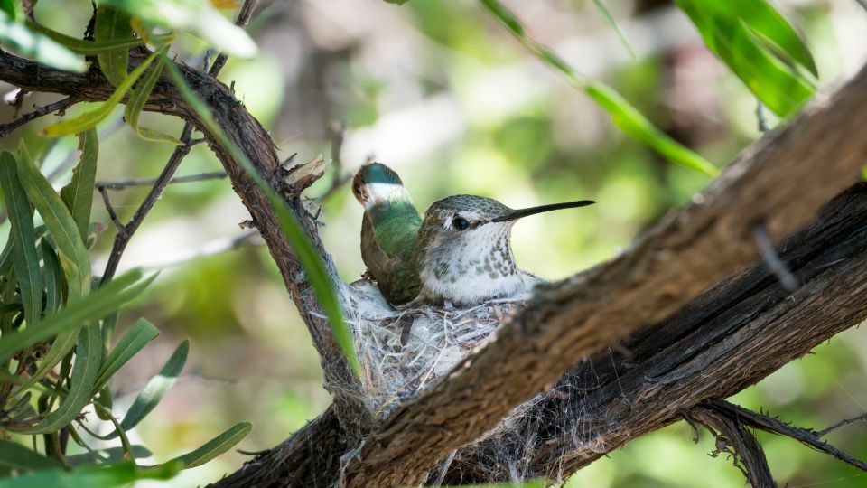 hummingbird sitting in nest