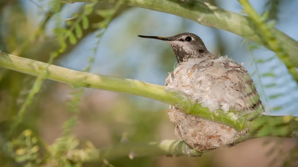 hummingbird at a nest