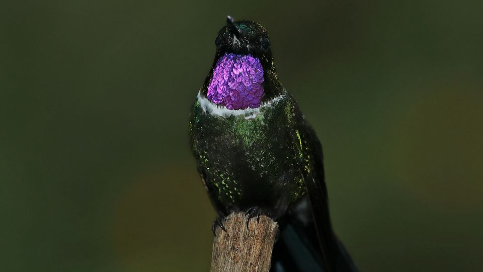 male hummingbird