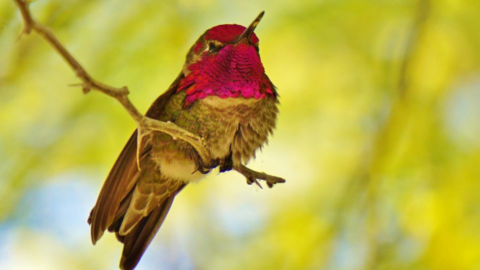 how to tell hummingbirds apart 13