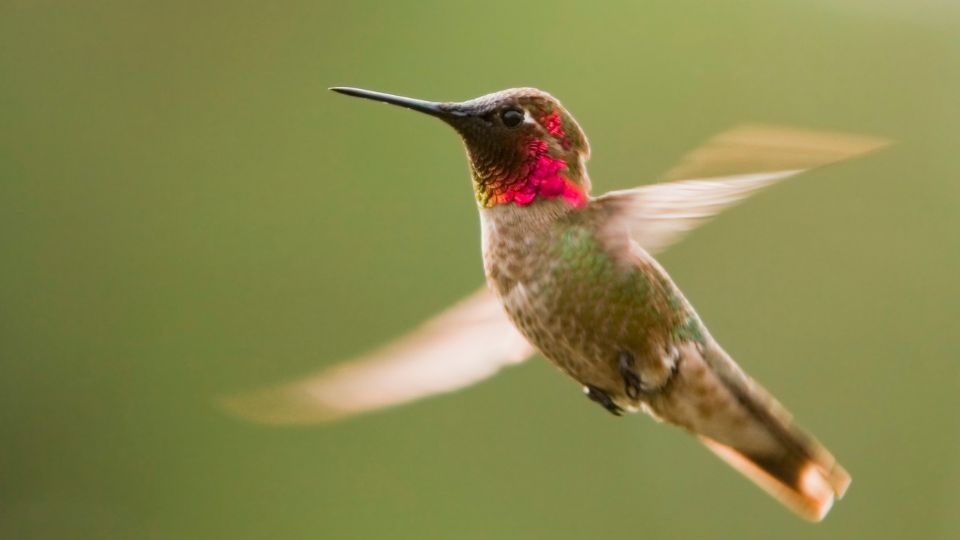 how to tell hummingbirds apart 9