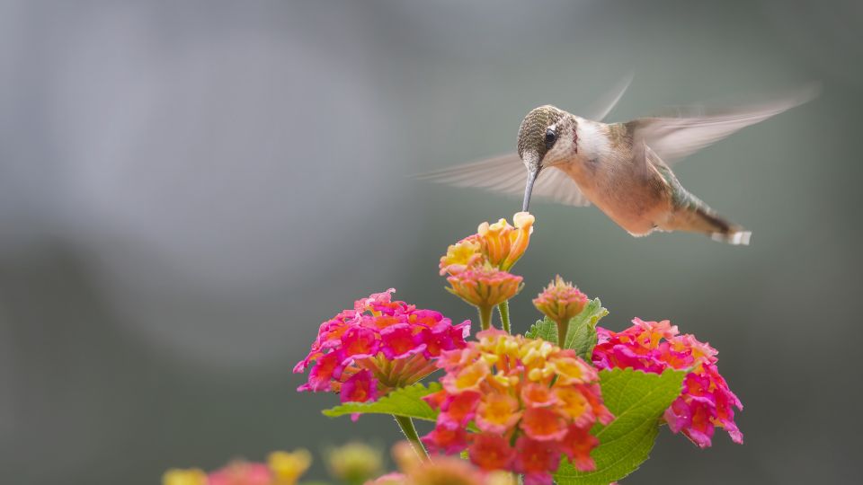 hummingbird pollinating flowers