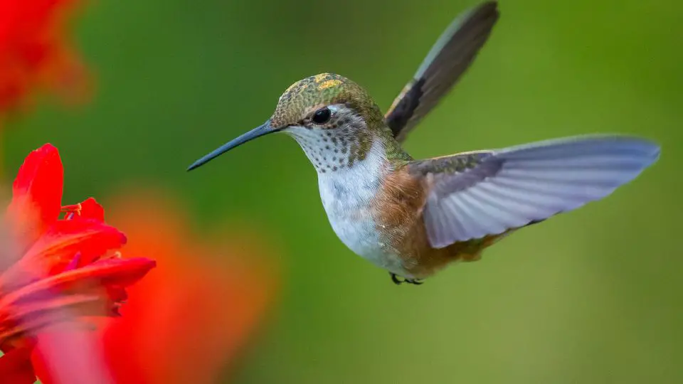 how to get a hummingbird out of your house