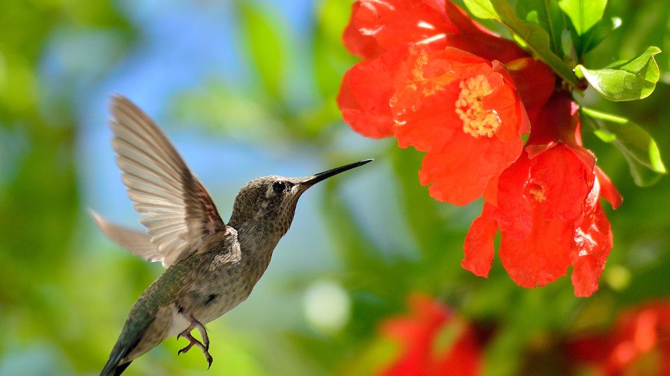 hummingbird with red flower