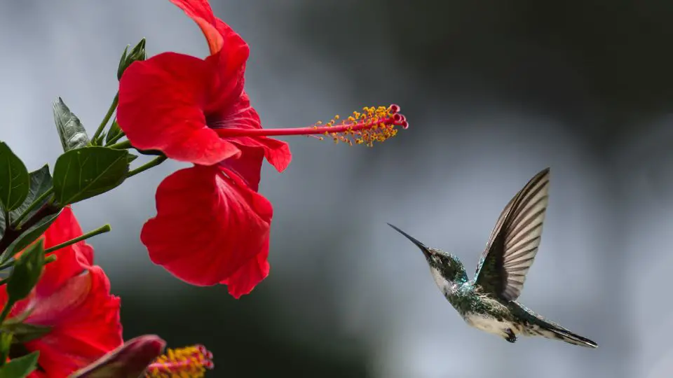 hummingbird are attracted to red objects