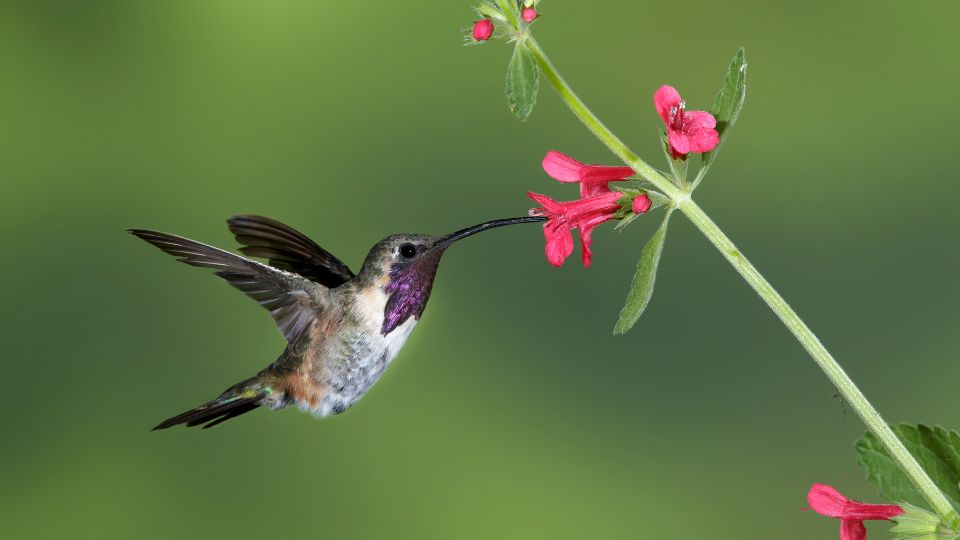 hummingbird species 1