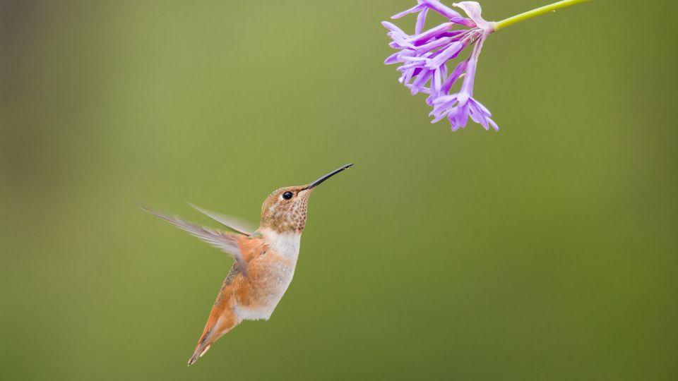 female hummingbird