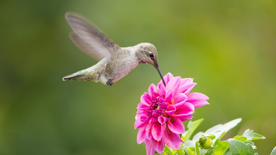 hummingbird obtaining nectar