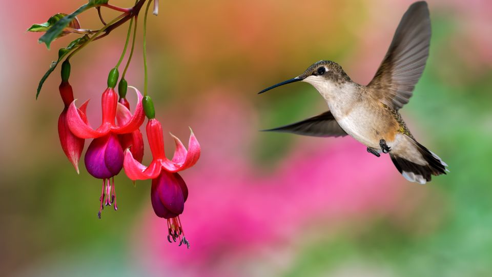 how-long-can-a-hummingbird-go-without-food