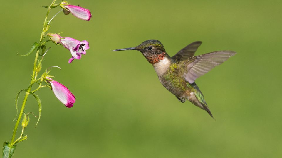 Q&A: How Long Can A Hummingbird Go Without Food?