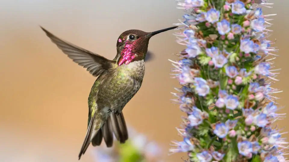 Anna’s Hummingbird (Calypte anna)