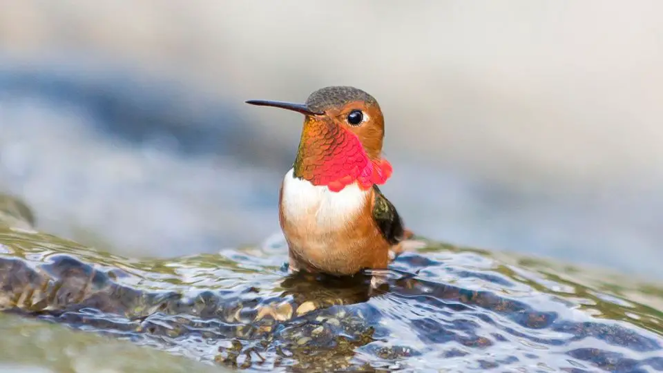 Allen’s Hummingbird (Selasphorus sasin)