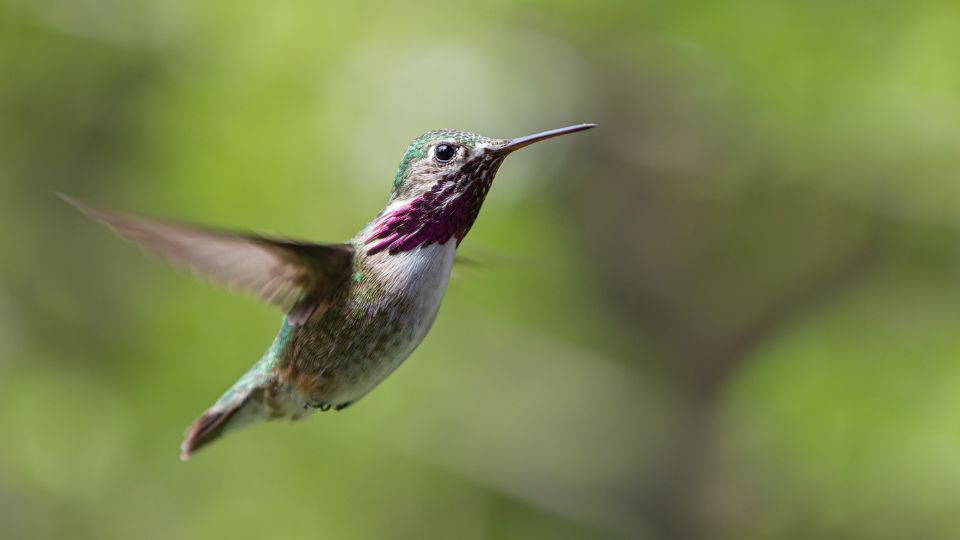 Calliope Hummingbird (Selasphorus calliope)