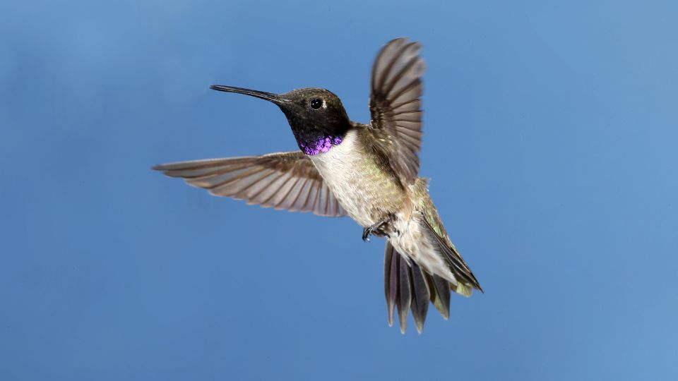 Black-chinned Hummingbird, Archilochus alexandri