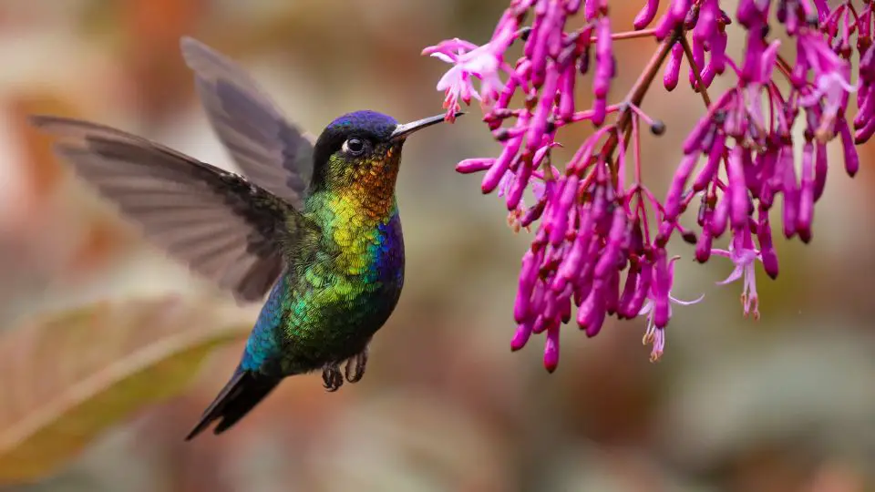 Costa’s Hummingbird, Calypte costae