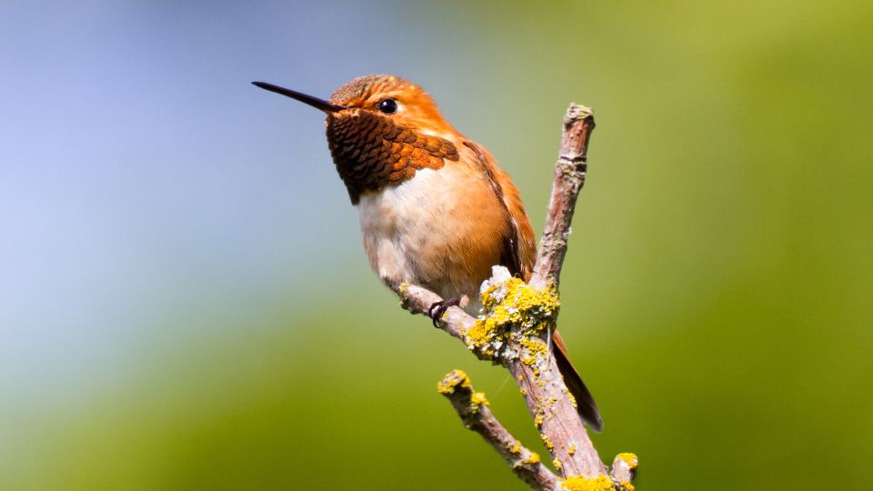 Rufous Hummingbird, Selasphorus Rufus