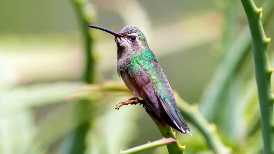 Broad-billed Hummingbird, Cynanthus latirostris