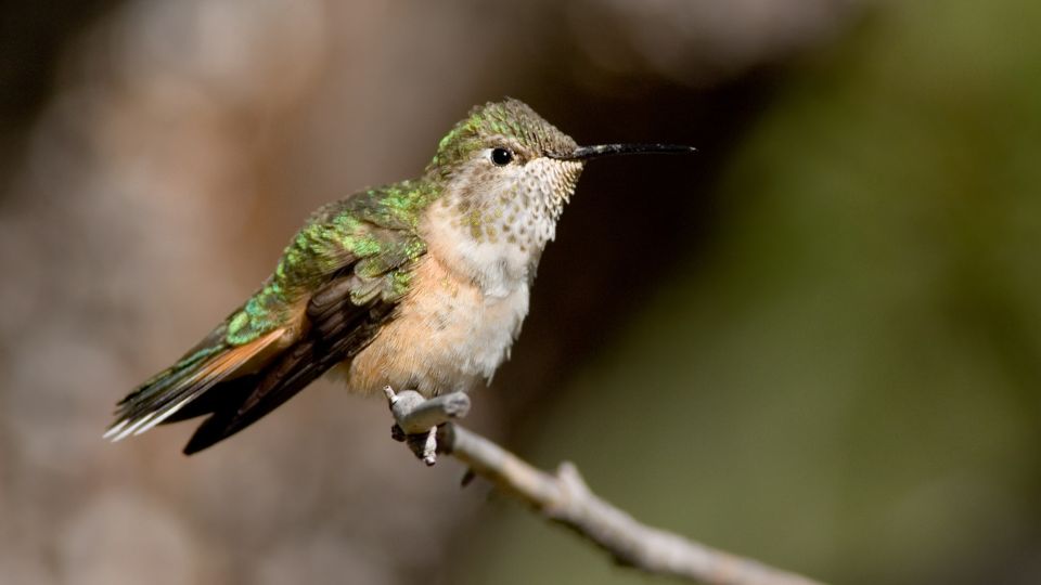 Broad-tailed Hummingbird, Cynanthus latirostris