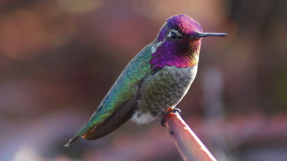 hummingbirds in california 9