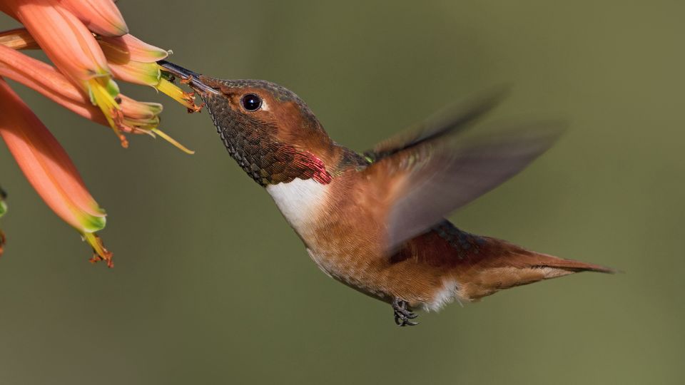 Male allen's hummingbird