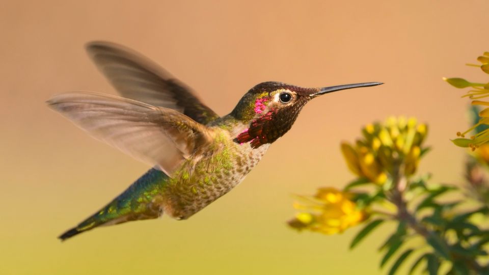 Male anna's hummingbird