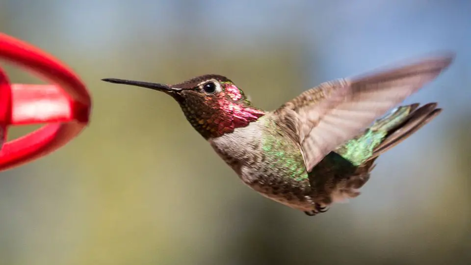 Male black-chinned hummingbird