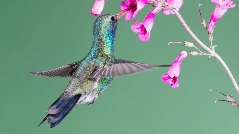 hummingbirds in Tennessee spotted is a broad billed hummingbird