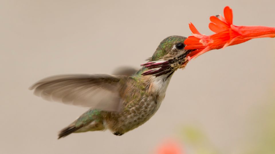 Male calliope hummingbird
