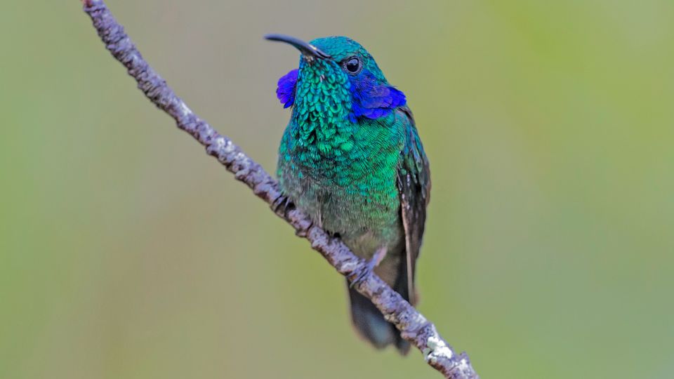 Mexican violetear hummingbird