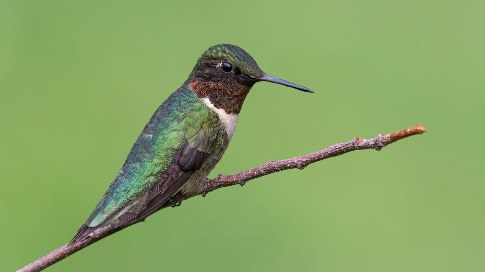 Missouri Hummingbirds Common Sightings & How To Spot Them
