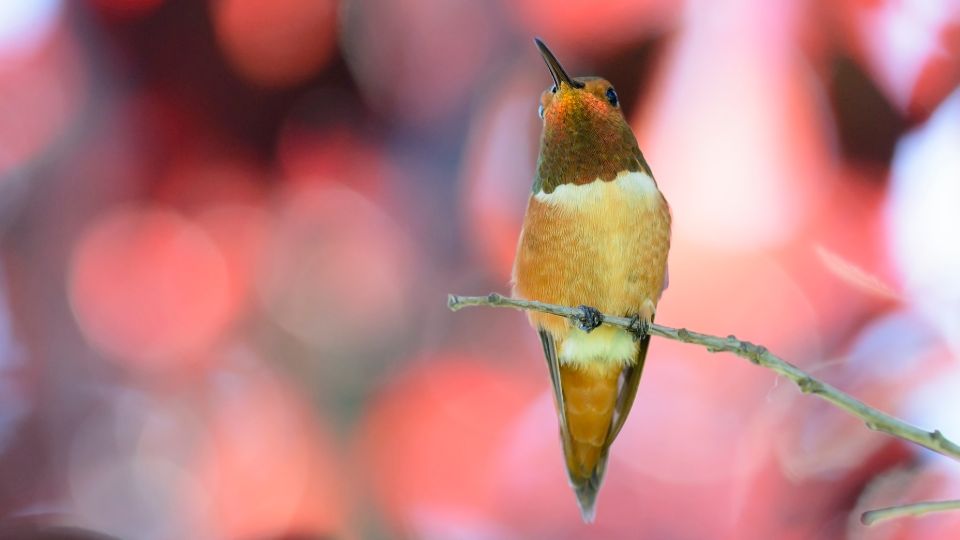 adult male rufous hummingbird