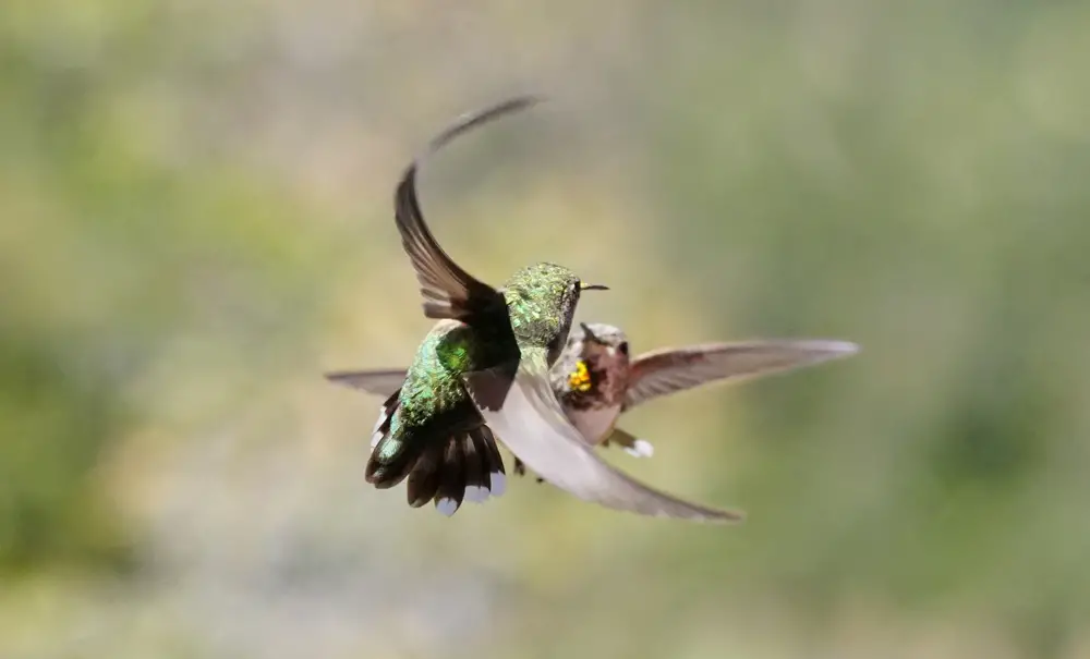 hummingbird mating dance