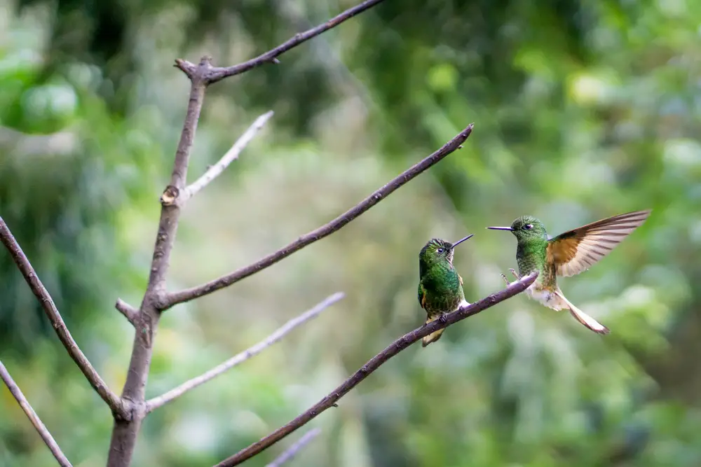 Hummingbird Mating Things You Probably Didnt Know 6188